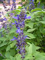 Salvia X cv Mistic Blue (fam Lamiacees) (2) (Photo F. Mrugala)